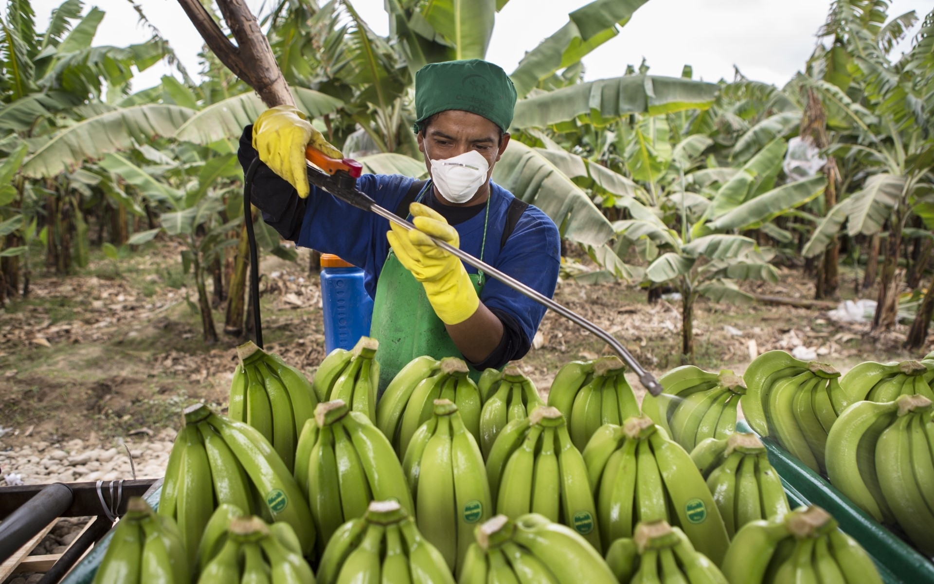 Un homme vêtu d’un équipement de protection lave des bananes fraîchement cueillies. 